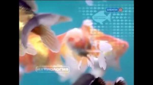 БИБиГоН ИСТОРИЯ часть1