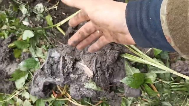 День траков.Металлокоп в старинных делянках. смотреть онлайн