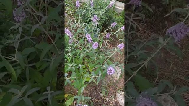 Знакомьтесь- будлея! Многолетник,цветущий в год посева,выращен из семян