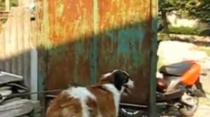 Дрессировка московской сторожевой Макса часть 2 из 2