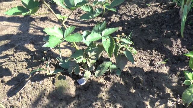 Ежевика Бжезина смотреть онлайн