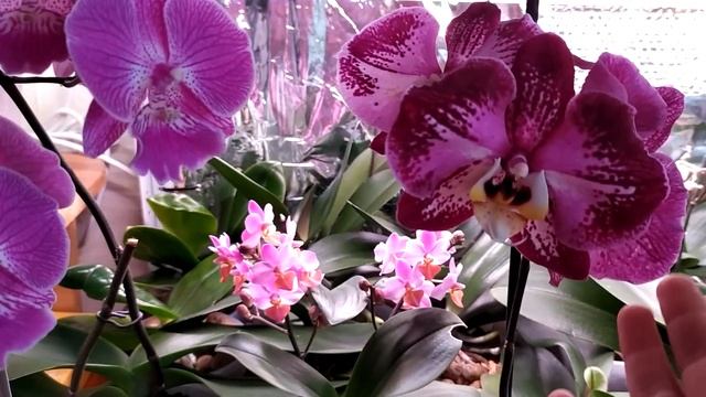 Размещение орхидей в квартире. Стеллажи для орхидей. Светодиодные ФИТОсветильники для орхидей. смотреть онлайн