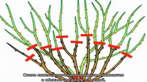 Роза Шарлотта (Charlotte) — описание сорта