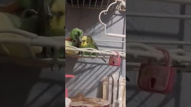 Попугай устал и заснул (измотался весь) смотреть онлайн