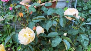 Розы в саду 2023. Обзор розы DANNAHUE от Дэвида Остина. Новая Английская роза Остина. Как цветет?