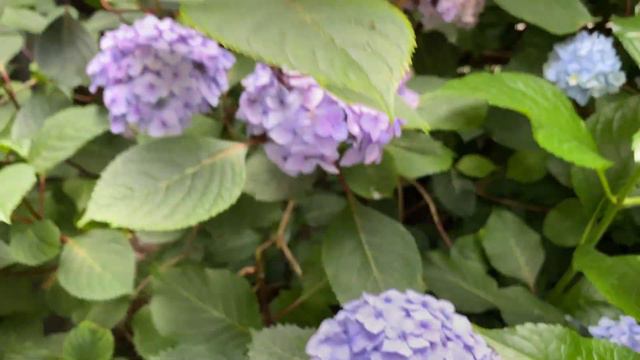 Garden Update (July 17) - raspberry and sweet pea harvest / lots of peppers and tomatoes forming смотреть онлайн