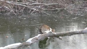 Первый лед . Зимняя рыбалка , окуни на балду и удочки с мормышкой. Кот на рыбалке.  My fishing