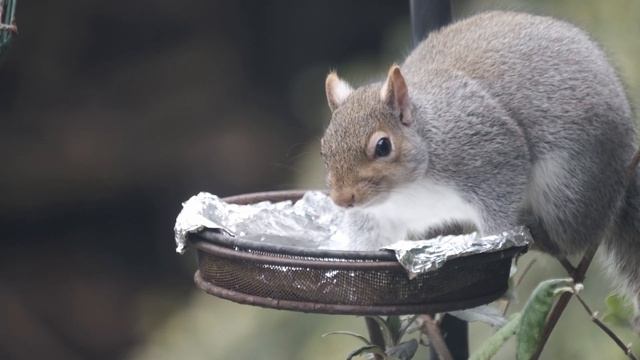 Grey Squirrel Fujifilm XT3 смотреть онлайн