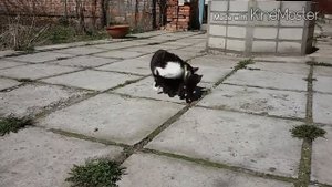 Как Кошка носит своих котят ?#КошкаНоситКотят