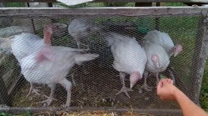 Секреты выращивания бройлерных индюков Биг - 6 / 25 кг за 180 дней