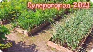 Экскурсия на супер огород мечты 2021