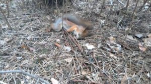 Кошка поймала белку