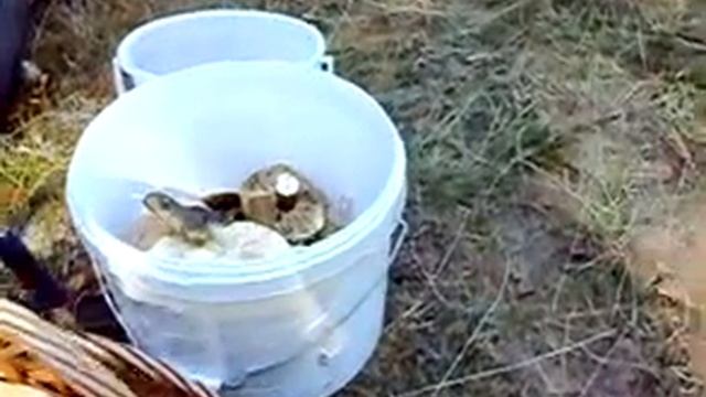 По грибы. Часть-2. Кто сколько собрал смотреть онлайн