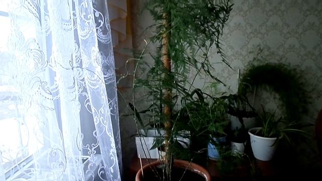 Мои комнатные цветы - Аспарагус перистый  15 марта. смотреть онлайн