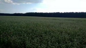 Гречка цветет а пчел на ней нету