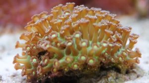 i-Reef.ru / Гониопора -  Goniopora sp.