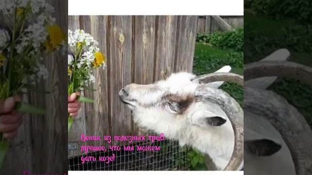 Как повысить удой козы? смотреть онлайн