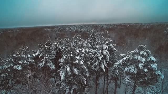 Сохранение ели во дворе ЖК "Лев Толстой" от компании "Новый мир" в Новосибирске смотреть онлайн