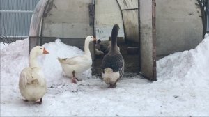 Планы на Мускусных уток и Гусей/Сколько уток оставил на разведение ? Индоутка / Гуси / Утка