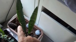 106. Начинающий кактусовод! Как я начала выращивать кактусы в Австралии. Привет, я леди Кактус!