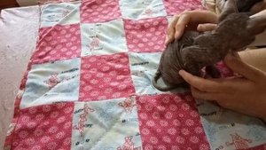 Котенок Сфинкс Флок. # 143.