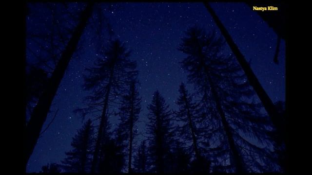 Звуки Ночного леса смотреть онлайн