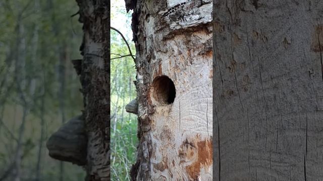 Птенцы дятла кричат в дупле