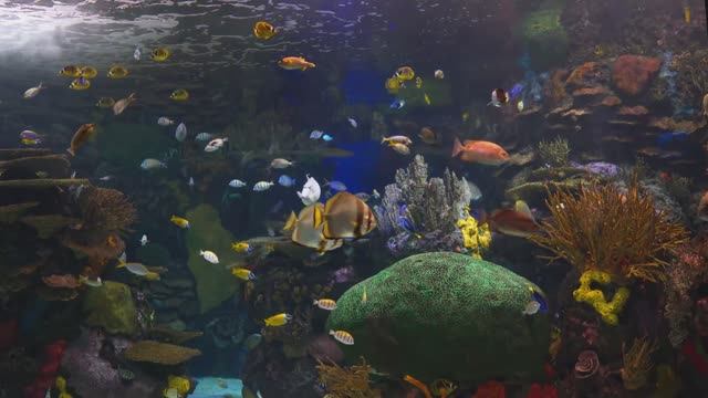 Спокойный и расслабляющий аквариум с коралловыми рифами