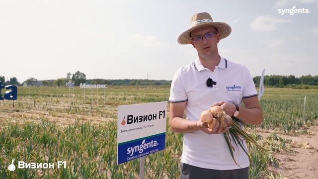 ХИТ от Syngenta – гибрид лука Визион F1. смотреть онлайн