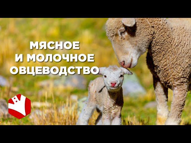 Мясное и молочное овцеводство | Развитие производства МРС