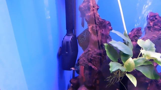 Аквариум 700 литров.Запуск. Фитофильтр. Протока. Дискусы. смотреть онлайн