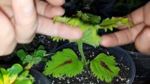 Как формировать Колеусы? Правила обрезки  #колеус #колеусы #coleus #coleusplant #комнатныецветы