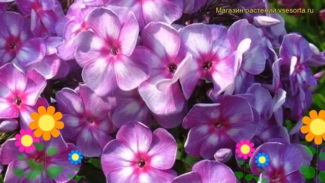 Флокс метельчатый Зарядье. Краткий обзор, описание характеристик phlox paniculata Zariade смотреть онлайн