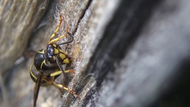 Насекомое Оса как корова траву Insect Wasp gnaws a tree, as a cow eats grass