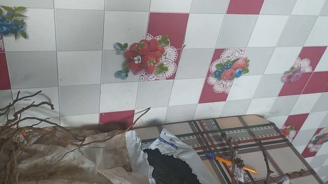 Посылка с саженцами винограда с России от Руслана Черкашина. смотреть онлайн