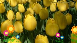Тюльпан дарвин Голден Пэрад. Краткий обзор, описание характеристик Golden Parade