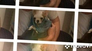 Новые причёски для собак! Миша и Юми впервые в салоне красоты?!(фан Ани Меджик)