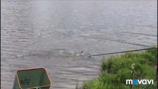 Клевое Место д Савельево Поимка карпа 3 сектор и форель 1 сектор смотреть онлайн