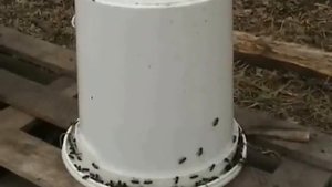 поилка для пчел