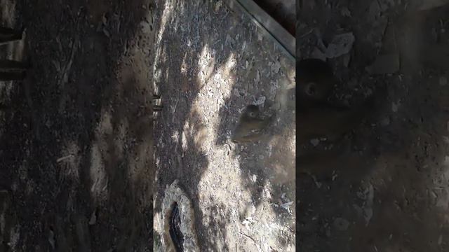 Дебаты 2018 в зоопарке. Видео поднимает настроение, смотреть всем!!! смотреть онлайн