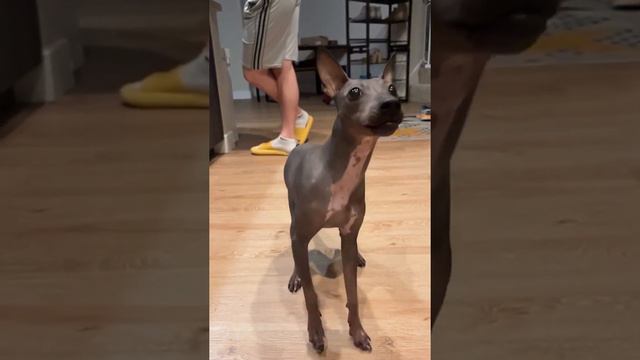 American Hairless Terrier catches treat mid-air after balancing on snout