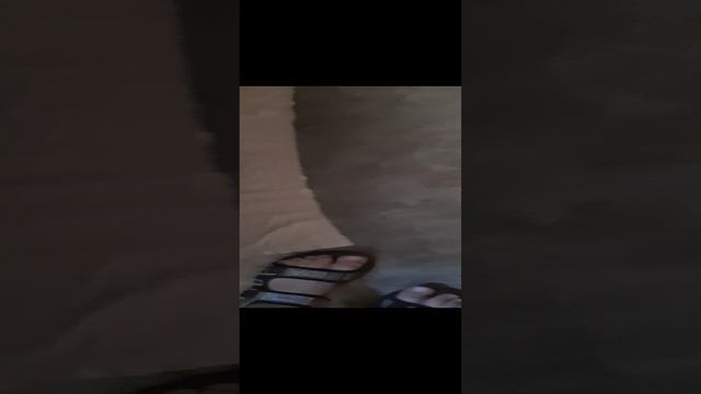 яйца     страуса