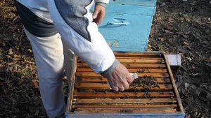 Как сделать, чтобы пчелы перезимовали ? Ноябрь.