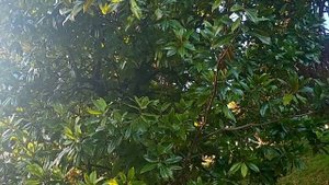 ПАРКИ ШВЕЙЦАРИИ/УЛИЧНОЕ ОЗЕЛЕНЕНИЕ??