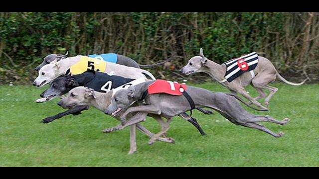 Баллада о рыжелапом зайце смотреть онлайн