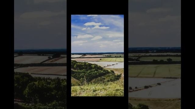 Лето. Луг. Пение птицы Коноплянка для релаксации, медитации