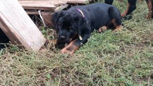 #ротвейлер #щенки #банда  #породныещенки #собака #rottweiler #puppy #puppies #rotwellier #sale