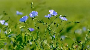 Нежная мелодия успокаивает, расслабляет. Звуки природы, пение птиц. Релакс. Природа, цветы, птицы.