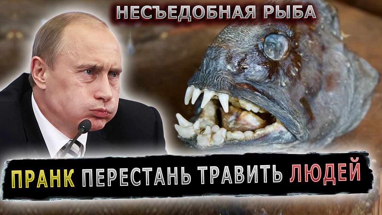 ДИРЕКТОР ТРАВИЛ ЛЮДЕЙ ПЛОХОЙ РЫБОЙ #пранк #пранки #рыба #рыбозавод #роспотребнадзор смотреть онлайн