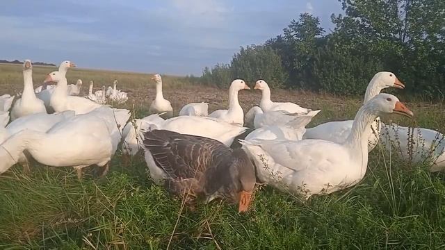 Какие болезни гусей способны погубить поголовье смотреть онлайн